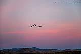 Bosque Del Apache Dec 2018